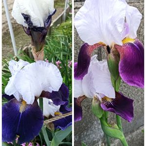 芝生,可愛い,癒される,花のある暮らし,綺麗の画像