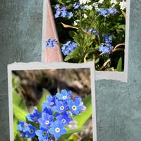 キュウリグサ,ワスレナグサ,ワスレナグサ,勿忘草,勿忘草の画像