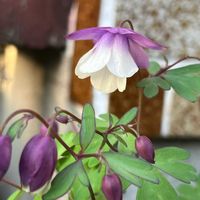 風鈴おだまき,ほったらかし,花のある暮らし,みどりのある暮らし,小さな楽しみの画像