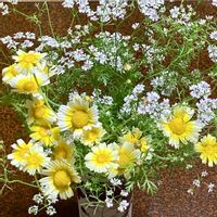 パクチー,春菊,パクチーの花,春菊の花の画像
