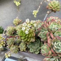 マッコス,ルエラ,多肉植物,多肉寄せ植え,Aikoルエラの画像