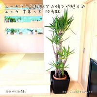 ユッカ,ユッカ,ユッカエレファンティペス,ユッカエレファンティペス,観葉植物の画像