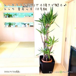 ユッカ,ユッカ,ユッカエレファンティペス,ユッカエレファンティペス,観葉植物の画像