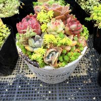 森村万年草,多肉植物,ミニ寄植えの画像