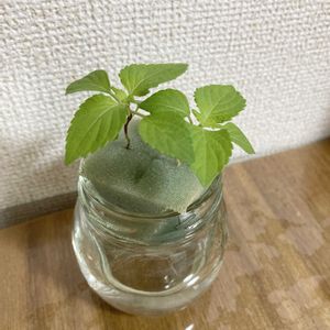 大葉,大葉 青しそ,青じそ,水耕栽培,種からの画像