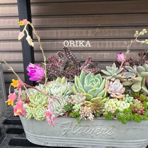 サボテン,多肉,多肉植物 寄せ植え,多肉のお花,寄せ植えの画像
