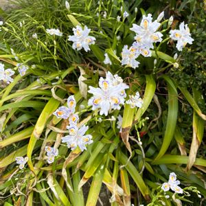 シャガ,花が好き,無農薬❤家庭菜園,野菜が好き,庭の画像