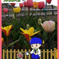 雪割草,クリサンサ,エゾイヌナズナ,PR,Juneの会の画像