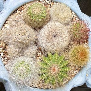 サボテン,多肉植物,埼玉タニラー,モフモフ大好き,木曜モフモフの画像