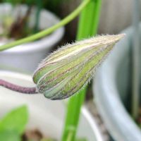 アリッサム,クレマチス,花かんざし,鉢植え,かわいい花の画像