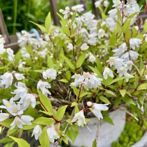 ヒメウツギ,我が家のお花,フェンスの画像