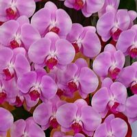 胡蝶蘭,造花,リカちゃんの画像
