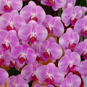 胡蝶蘭,造花,リカちゃんの画像