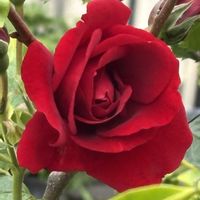 ハクチョウゲ,ハクチョウゲ,バラ,春菊,春菊の画像