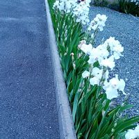 アガパンサス,ジャーマンアイリス,ジャーマンアイリス,勝手に花いっぱい運動の画像