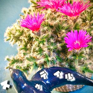 サボテン,金洋丸,紫晃星,麗蛇丸,サボテンの花の画像
