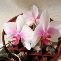 アボカド,ガジュマル,胡蝶蘭,デンドロビューム,アボカド鉢植えの画像