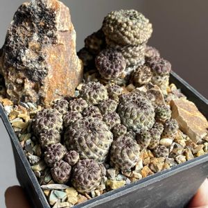 サボテン,スルコレブチア ラウシー,Sulcorebutia rauschii,レッドラウシー,多肉植物の画像