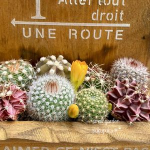 サボテン,サボテンの寄せ植え,サボテンの蕾,サボテンのある暮らし,小さな庭の画像