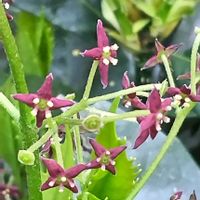 アオキ,樹木,植え込み,木に咲く花の画像