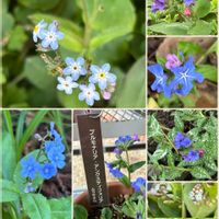 キュウリグサ,キュウリグサ,ホタルカズラ,ホタルカズラ,ワスレナグサの画像