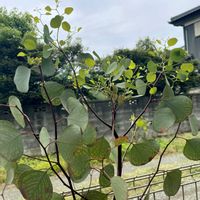 ユーカリポポラスの画像