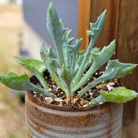 マサイの矢尻,枝豆,セネシオ属 マサイの矢尻,多肉植物,発芽の画像