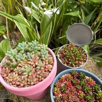 オーロラ,虹の玉,レッドベリー,多肉植物,セダム大好きの画像