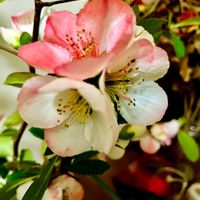 スズラン,ボケ,ボケ,ボケ,芝桜の画像