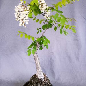 苔玉,山野草,白花,鉢植え。,癒されての画像