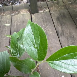 エノキの画像