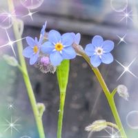 イベリス,エニシダ,キュウリグサ,セダム,マンネングサの画像