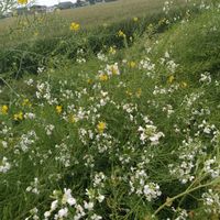 四つ葉のクローバー,四つ葉のクローバー,大根の花,大根の花,麦の画像