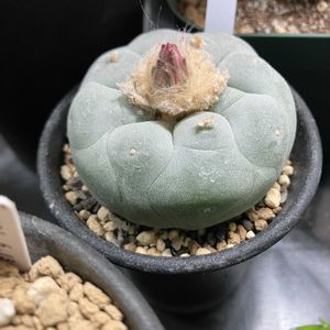 サボテン,翠冠玉,ロホホラ ディフューサ,ロホホラ,サボテンのある暮らしの画像