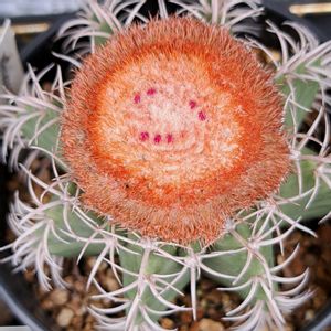 サボテン,メロカクタス,桃色百花繚乱,とにかくGS 楽しもう！,ありがとうの花❣️の画像