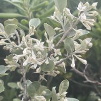 グミ,シマグミ,マルバアキグミ,お花は癒し,花が好き❤の画像