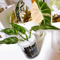 アグラオネマ,アグラオネマ・マリア,観葉植物,成長記録,緑のある暮らしの画像