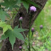 モミジ,ベニバナトキワマンサク,トキワマンサク(常盤万作),キュウリグサ（胡瓜草）,キツネアザミ（狐薊）の画像