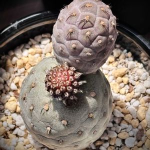 サボテンいろいろ,ゲオメトリクス,テフロカクタス ゲオメトリクス,テフロカクタス属,今日のお気に入り紹介の画像