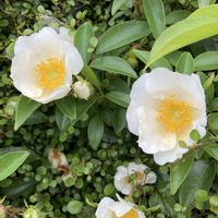 かぼちゃ,うどん県人会,おうちde菜園,小さな庭の画像