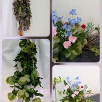 カーネーション,キクイモ,クリスマスローズ,センニチコウ,ミントの画像