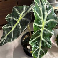 ユーフォルビア属,アロカシア,アロカシア,アロカシア ポリー,多肉植物の画像