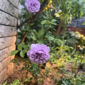 バラ,レイニーブルー,レイニーブルー,マンション,薔薇レイニーブルーの画像
