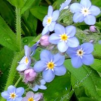 ワスレナグサ,忘れな草,可愛い,山野草,綺麗な色♡の画像