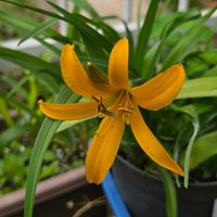 ニッコウキスゲ,ヘメロカリス,ゼンテイカ,花のある暮らし,園芸男子の画像