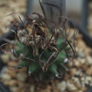 ハオルチア,多肉植物,観葉植物,塊根植物,サボテン科の画像