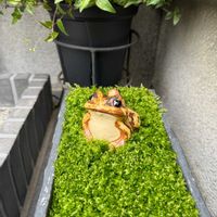 ブライダルベール,苔(コケ),かえるの置物,カエル,信楽焼の画像