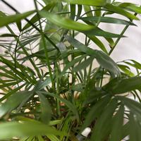 テーブルヤシの画像