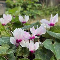 ガーデンシクラメン,コクリュウ（黒竜）,蕾フェチ,庭の画像