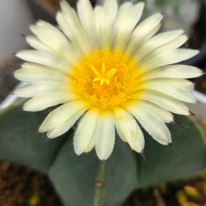 サボテン,カルメナエ,ランポー,サボテンの花✨,マミラリア属の画像
